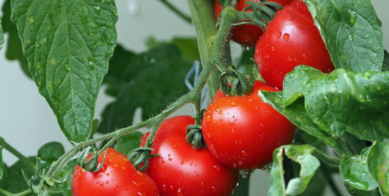 Tomates sur pieds 