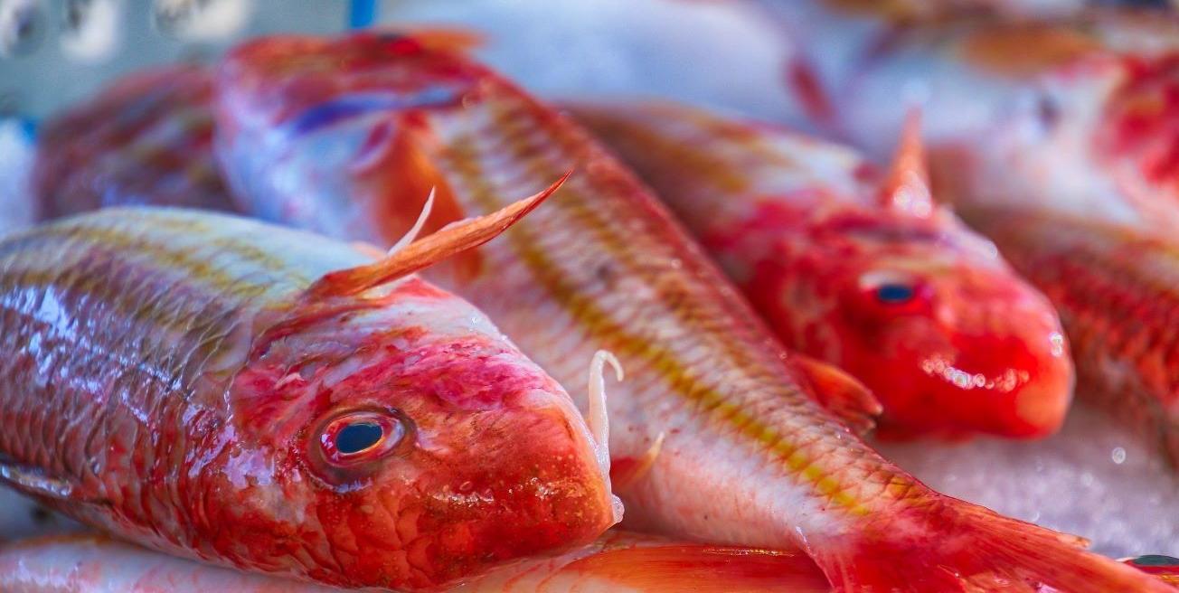 Rougets sur un étal de poissonier